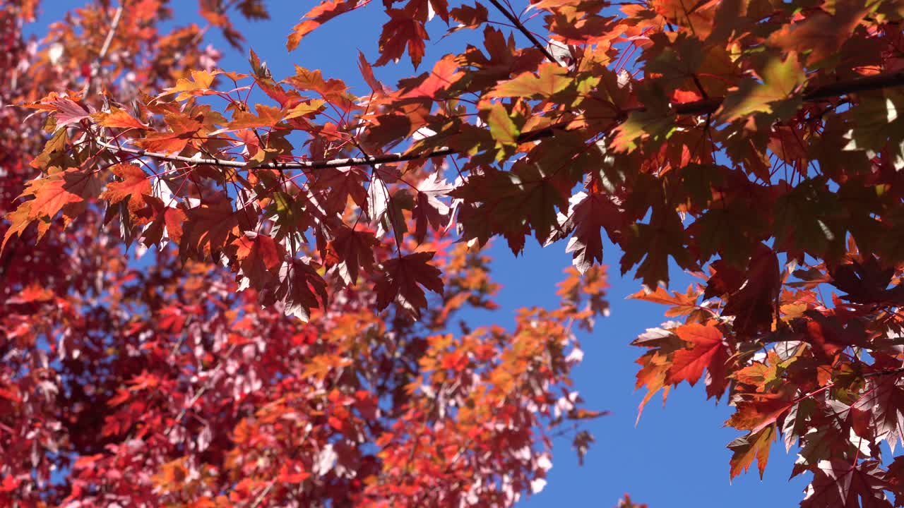 붉은 색과 오렌지색 단풍, 가을 배경의 4k 스톡 푸티지 비디오