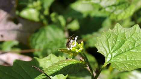 bee wasp close up on little white flower - ontario canada