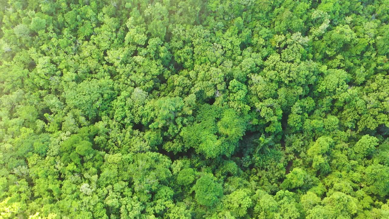 Bird’s-eye view over the dense green forest of St. Croix, USVI, reveals a vast, untouched canopy stretching across rolling hills, glowing in the midday sun beneath a brilliant Caribbean sky
