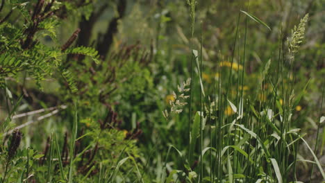 naturaleza tranquila con vegetación colorida junto a la soleada orilla del río