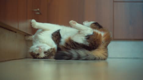 a close up shot of maine coon white and brown tiger colors fluffy cat, stretching and playing on the floor, brown kitchen closets, home pet, slow motion 4k video