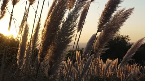 primer plano de las flores al atardecer con luz de fondo en las montañas