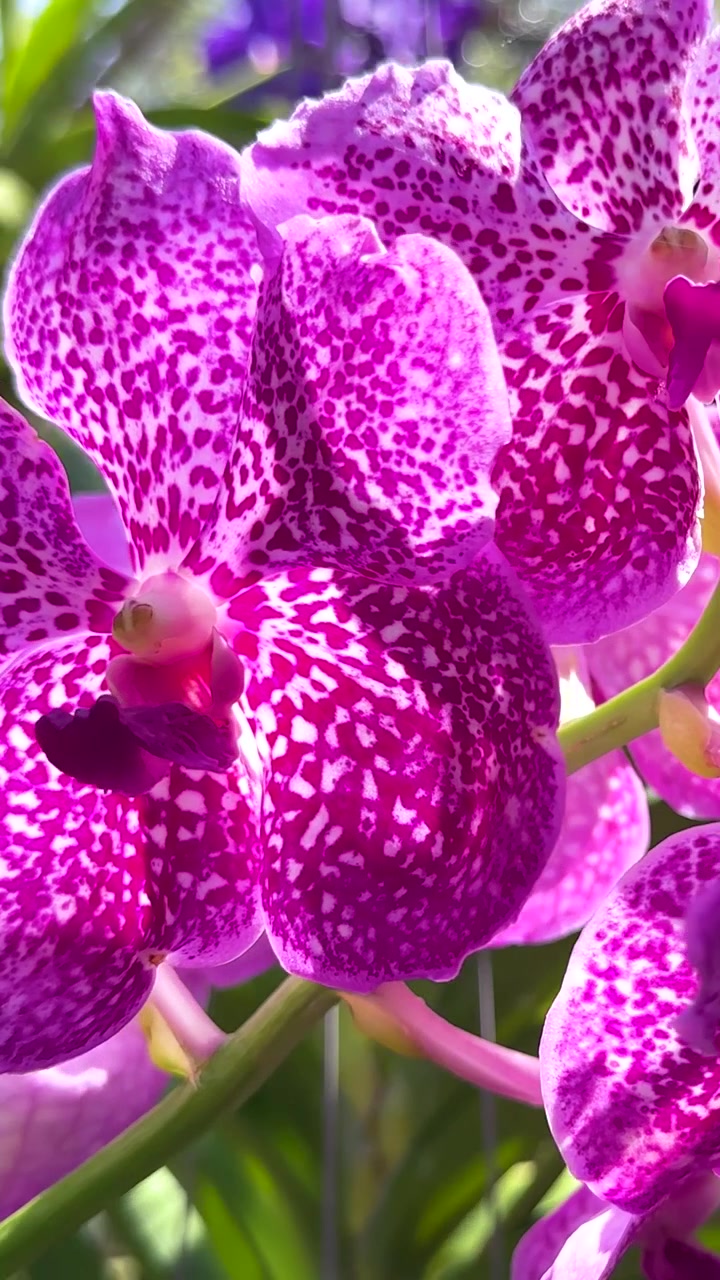 Uno scatto verticale dettagliato di orchidee esotiche viola con motivi maculati bianchi sotto la luce solare intensa