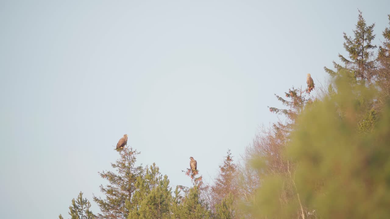 águilas doradas sentadas en la cima de los árboles en los bosques de noruega al amanecer