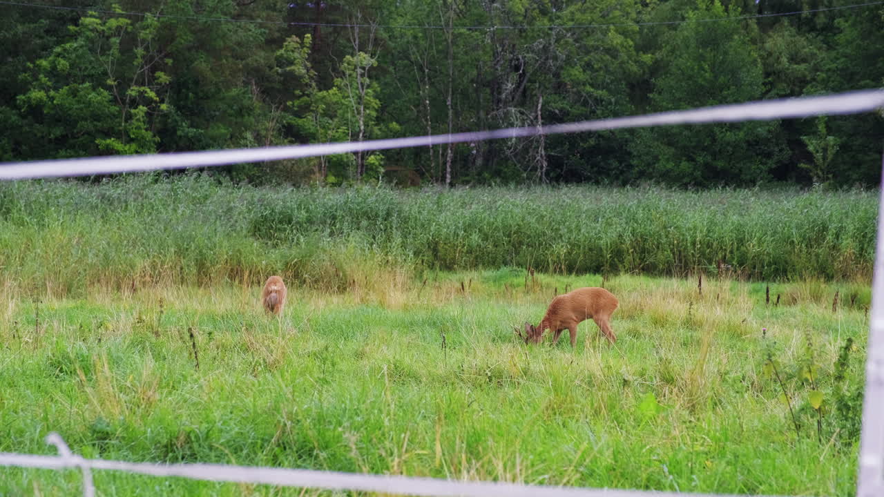 una pareja de corzos pastando en la pradera verde de la isla tromoy en la ciudad de arendal, condado de agder, noruega