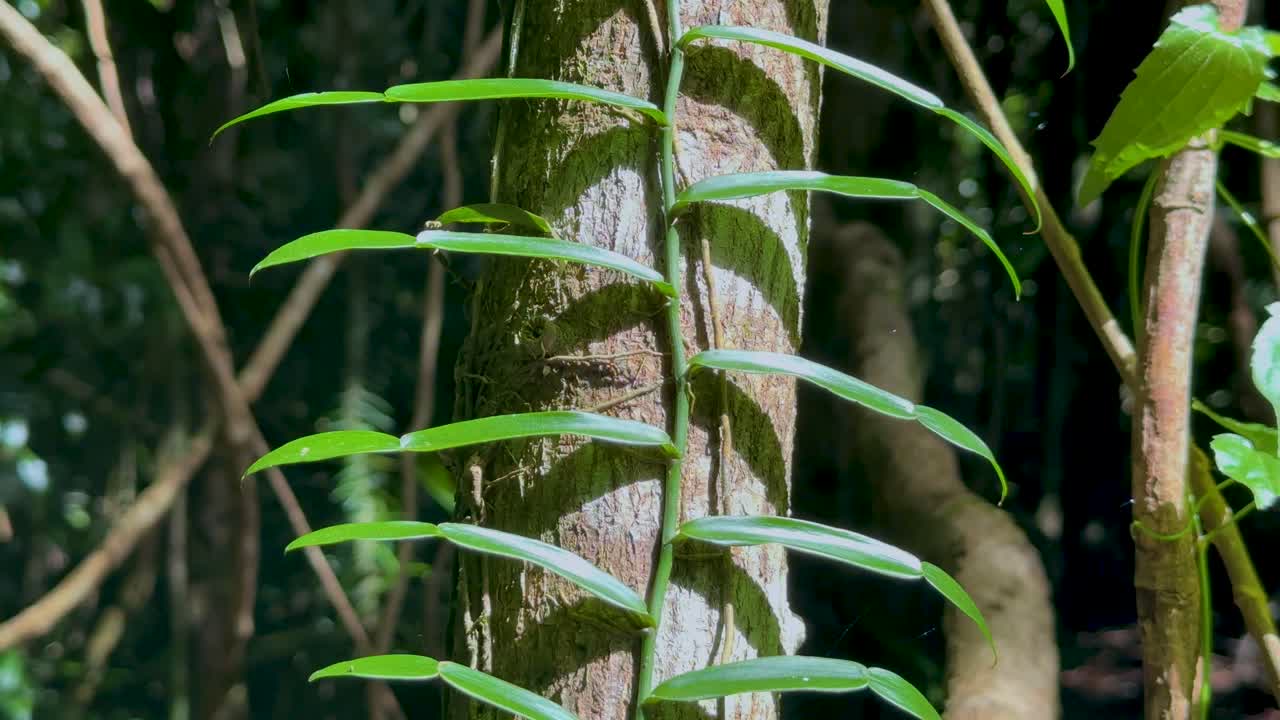 Camera tracks upward along Pandanus vine climbing tree trunk in sunlit Australian rainforest environment