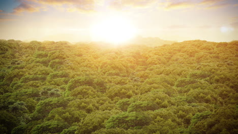 Aerial-View.-Flying-over-the-beautiful-forest-trees