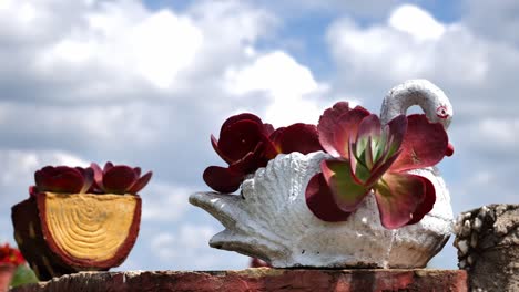 Sukkulenten-Auf-Einem-Schwanenförmigen-Topf-Im-Garten