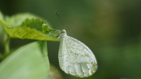 butterfly perched on weeds, macro hd video