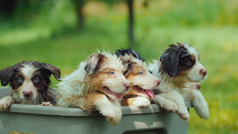 een paar grappige puppy's nemen een bad op een schilderachtige plek