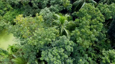 Aerial-view-of-deep-green-forest-or-jungle-at-rainy-season