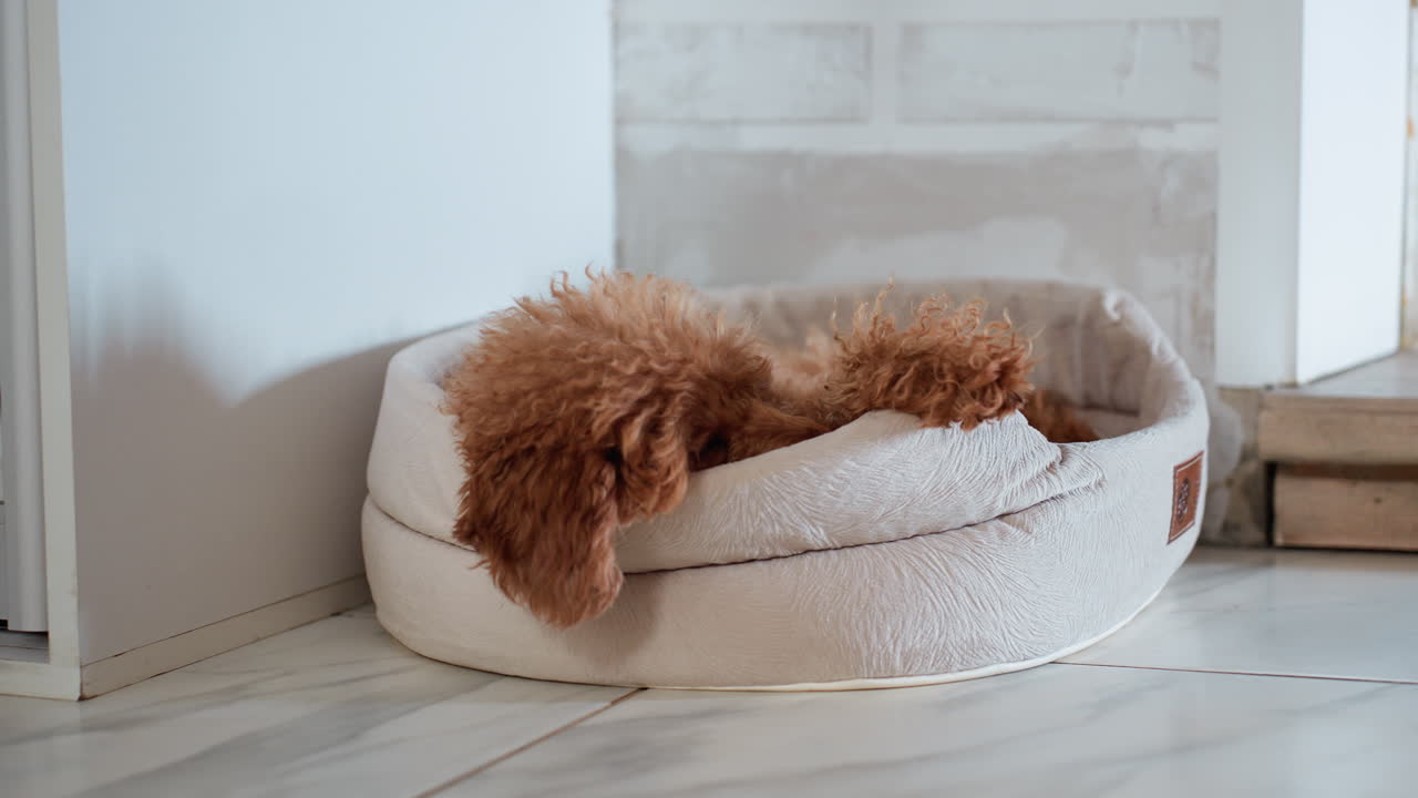 Hairy brown puppy peacefully sleeping in soft round beige pet bed beside white brick wall on clean tiled floor, cozy indoor setting filled with warmth