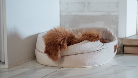 hairy brown puppy peacefully sleeping in soft round beige pet bed beside white brick wall on clean tiled floor, cozy indoor setting filled with warmth