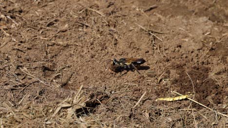 wasp excavates and transports soil particles