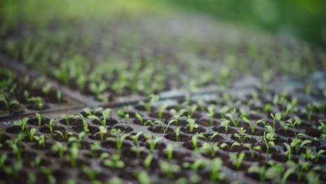 water droplets on vegetable seedlings in greenhouse