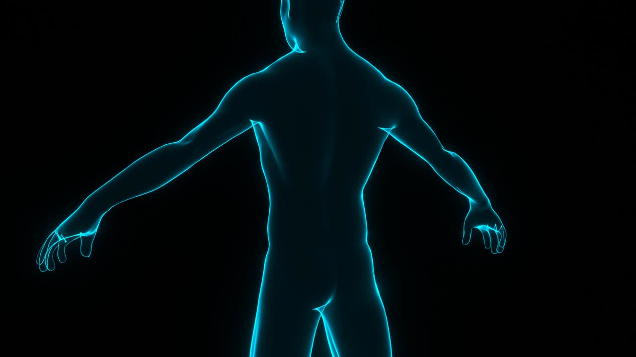 cuerpo humano. rotación del modelo humano.