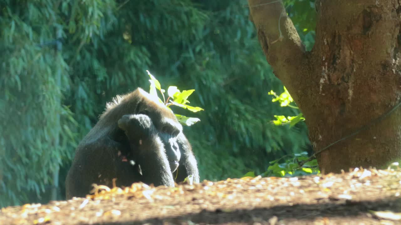 Un gorilla è visto masticare foglie in un ambiente lussureggiante e soleggiato dello zoo, mostrando un comportamento naturale e dintorni sereni.