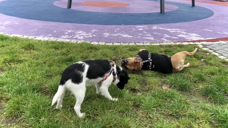 The-French-Bulldog-lies-on-its-back-and-wants-to-play,-the-little-dog-bites-the-grass