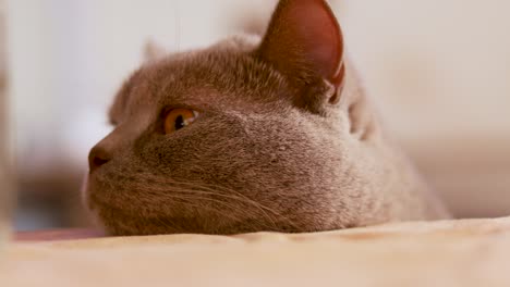 primer plano lateral de la cabeza de un gato británico de pelo corto descansando sobre una mesa