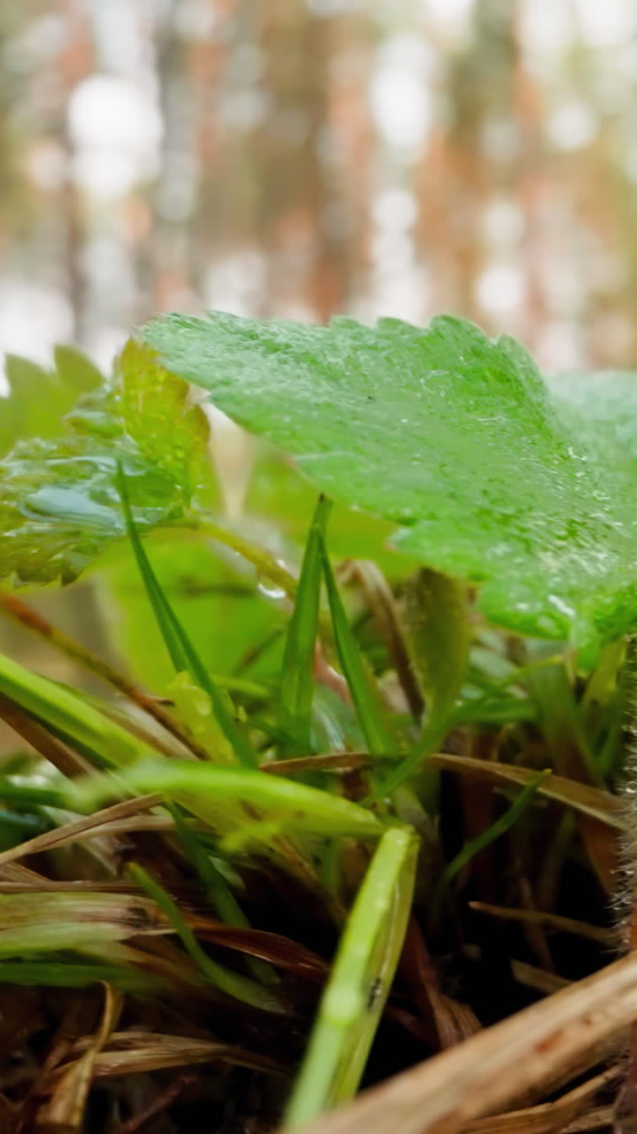 Green strawberry plant on lawn among grass in sunlit park. Wet leaves of bush after rain. Morning summer landscape macro on blurred background