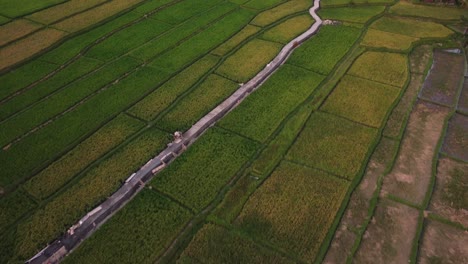 A-drone-captures-the-beauty-of-rice-paddies-in-rural-Indonesia,-showcasing-the-intricate-patterns-and-vibrant-green-hues-of-the-landscape