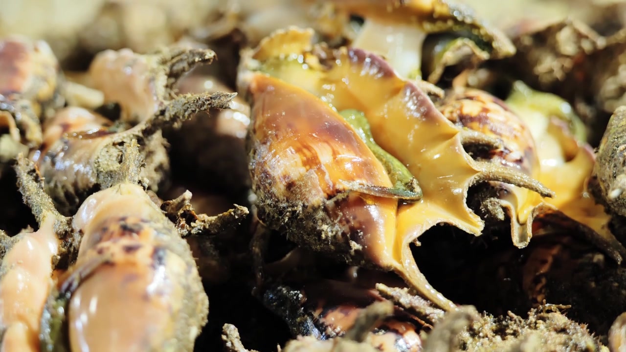 Close-up de caracóis marinhos vendidos no Antigo Mercado Público em Puerto Princesa
