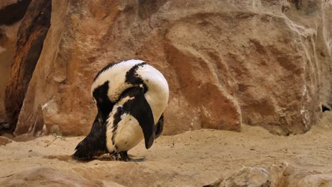 adorable cape penguin grooms black and white plumage in sandy rocks