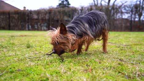 calm yorkshire terrier licks and chews in the garden in slow motion