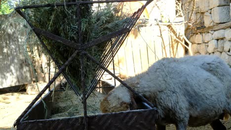 las ovejas comen heno en la granja de animales