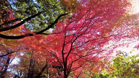 Mount-Takao-Day-Trip:-Explore-Tokyo's-Favorite-Mountain