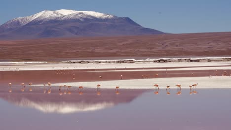 group of andean flamingos gather at red bolivian lagoon, altiplano birds, salt flat wildlife below andean cordillera mountain peak, south america