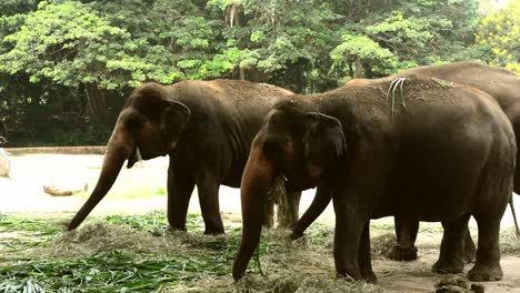 Elephants-eating-grass-in-the-zoo