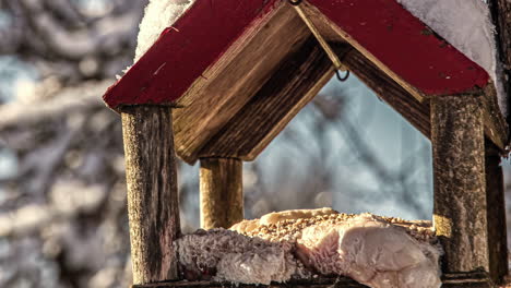 Timelapse-Of-Bird-Feeder-House-In-Winter-With-Great-Tit-Birds-Flying-In-And-Out