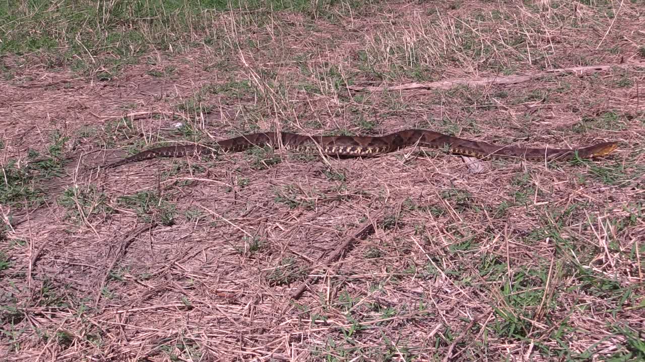 Fer-de-Lance, nauyaca, Botrhops asper full body crawls on the ground Uxpanapa, Veracruz, Mexico
