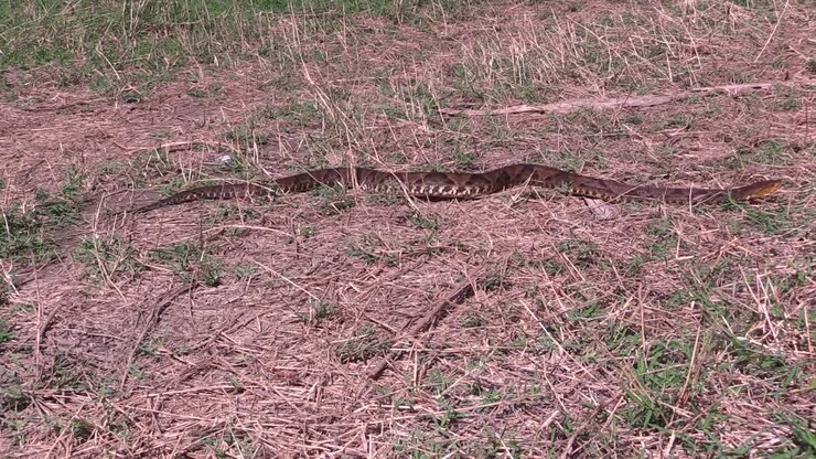 Lanzenotter (Fer-de-Lance), Nauyaca (Bothrops asper) kriecht mit vollem Körper auf dem Boden, Uxpanapa, Veracruz, Mexiko.
