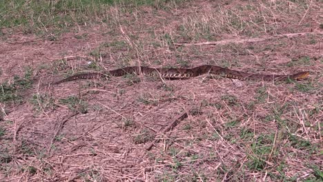 Fer-de-Lance,-nauyaca,-Botrhops-asper-full-body-crawls-on-the-ground-Uxpanapa,-Veracruz,-Mexico