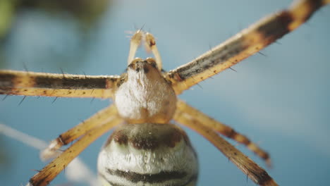 close-up of a spider