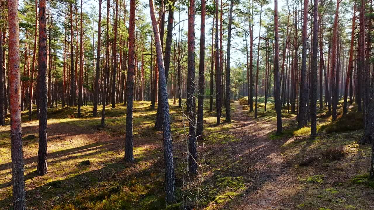 Planata cinematografica attraverso una pineta lettone su un sentiero di muschio con la luce del sole scintillante