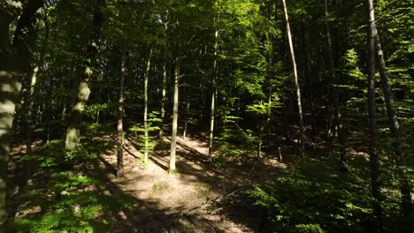 Vuelo-Aéreo-Lento-Hacia-El-área-Abierta-En-El-Bosque-Iluminado-Por-La-Luz-Del-Sol