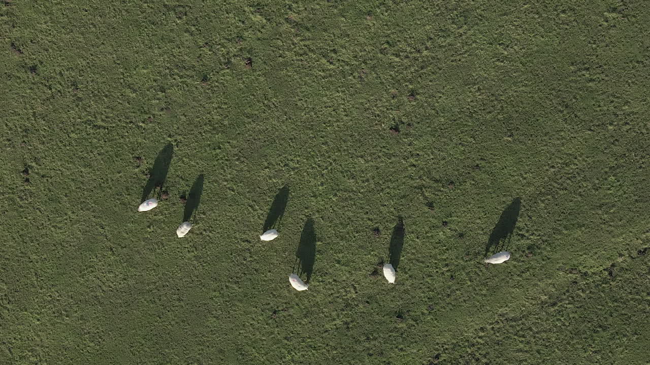 푸른 풀을 먹고 있는 양과 그림자의 수직 조감도