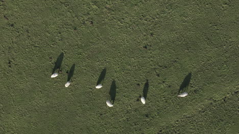 Vista-Aérea-Vertical-De-Ovejas-Y-Sus-Sombras-Comiendo-Hierba-Verde