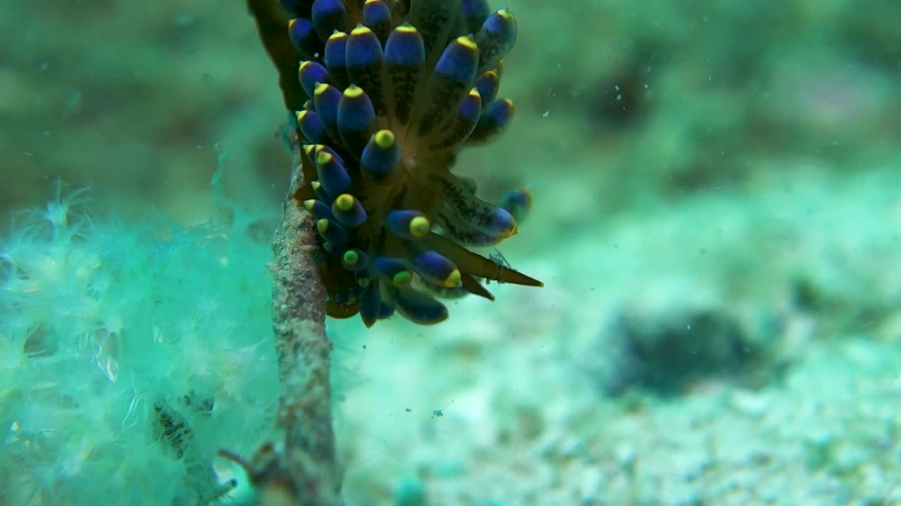trinchesia yamasui babosa de mar adjunta a un palo se balancea en una corriente suave