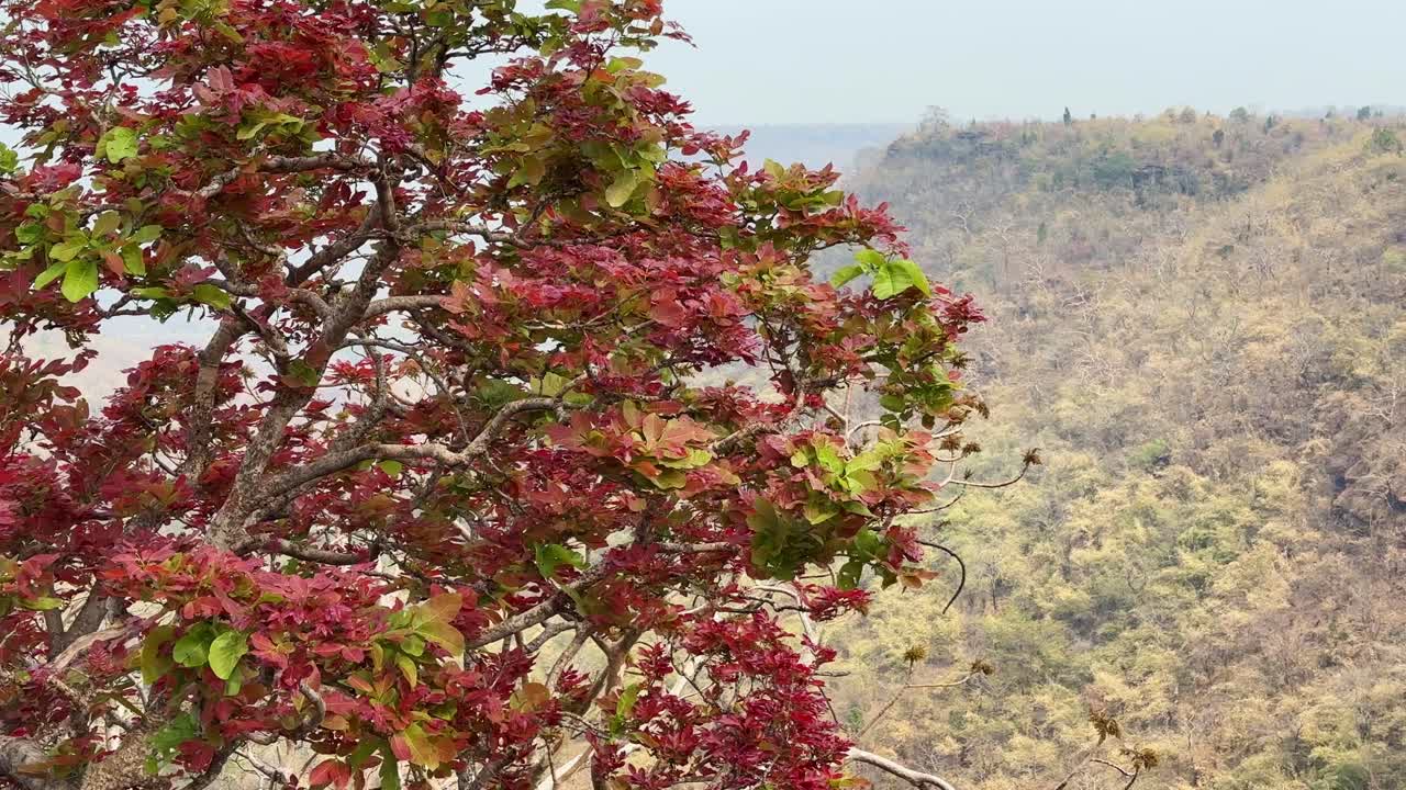 Tree with the red leaf on the edge of cliff