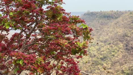 tree with the red leaf on the edge of cliff
