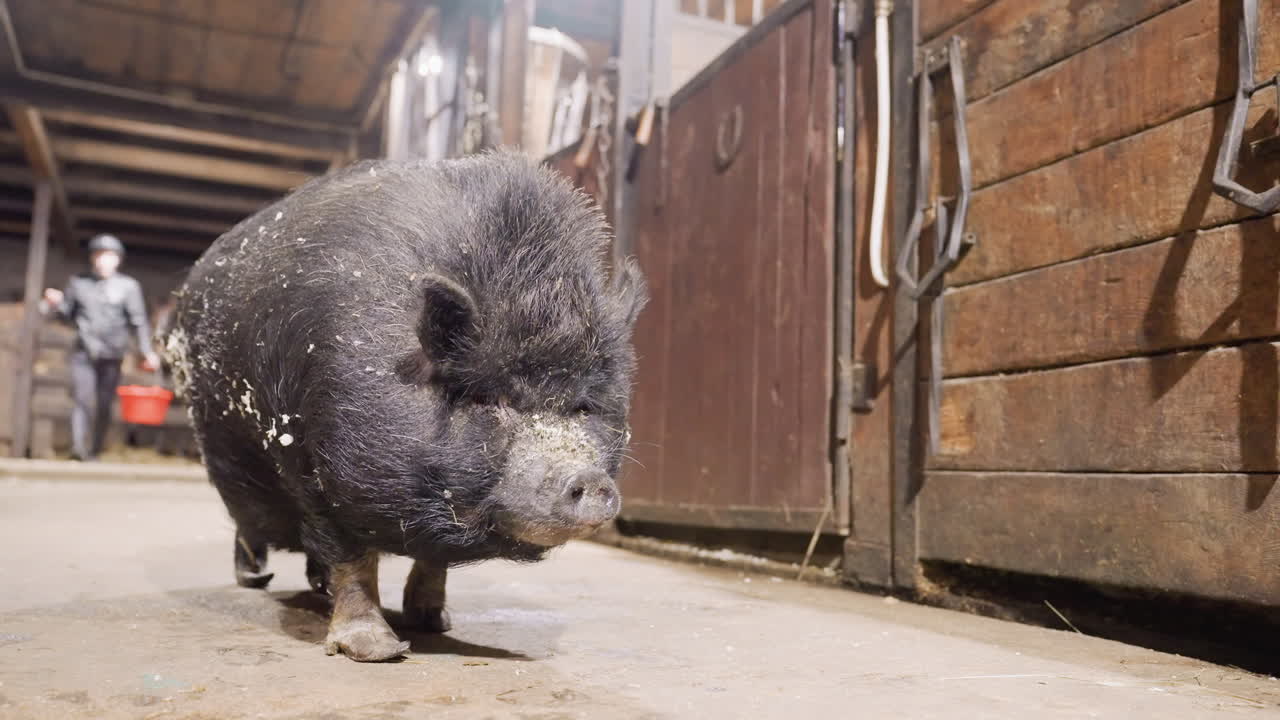 Maiale panciuto che si muove nel corridoio della stalla. Piccolo maiale nero con il pelo coperto di segatura avanza con sicurezza all'interno. Un maiale panciuto nero e sicuro di sé cammina lungo il corridoio rustico della stalla con un agricoltore sfocato.
