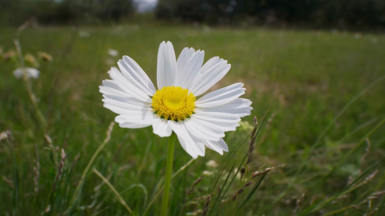 Primo piano di margherita bianca nell'erba, con centro giallo brillante, un singolo fiore che si erge tra i fili d'erba verdi, delicato.