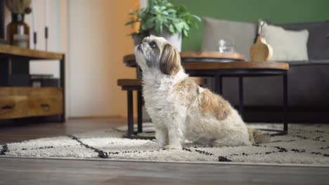 boomer dog sitting up in living room to receive tasty treat, medium shot