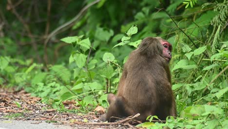 Macaco-De-Cola-De-Muñón,-Macaca-Arctoides