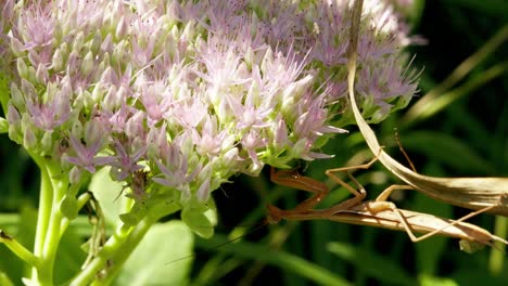 close-up shot of a european mantis hanging upside down on a succulent plant in the woods