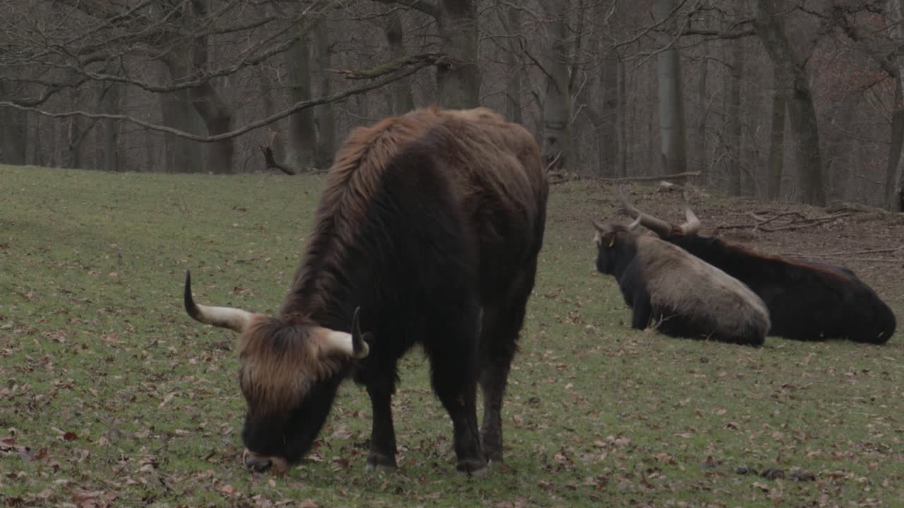 롱혼 하이글랜드 털이 많은 암소가 풀을 뜯고 있고, 소는 엄마와 함께 쉬고 있습니다.